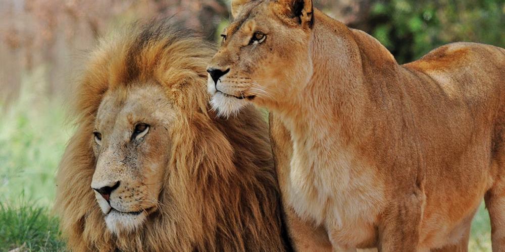 This image has an empty alt attribute; its file name is lion_couple.jpg